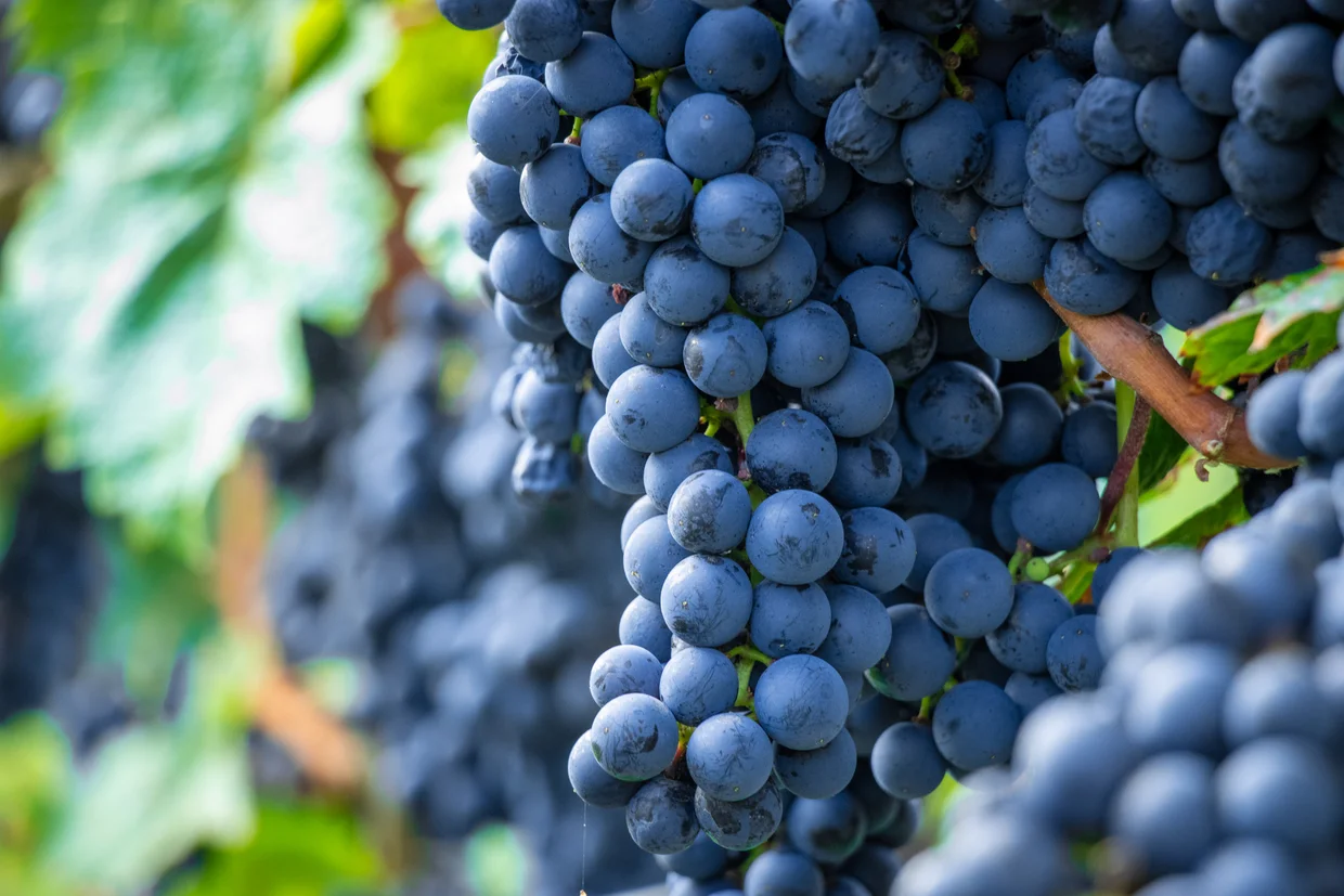 Blaue Trauben am Weinstock in der Weinbauanlage