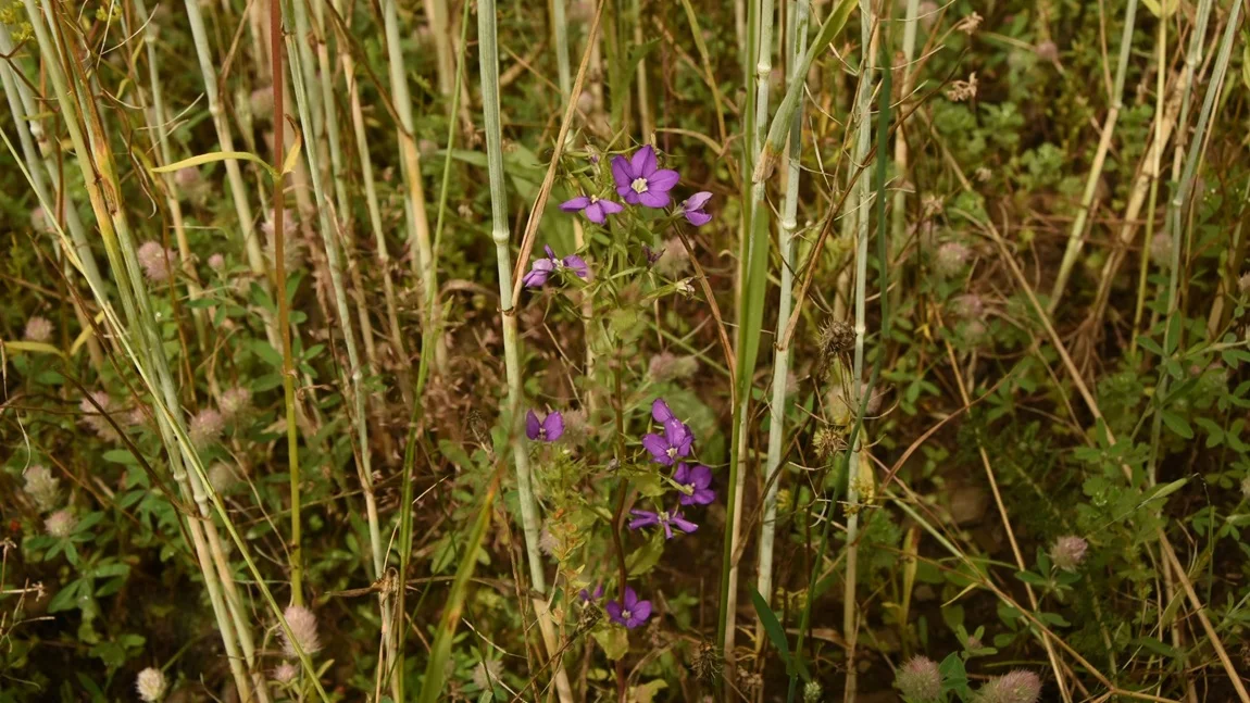 Lila blühende Blume im Kornfeld