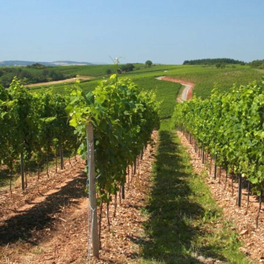 Biodiversität im Weinbau