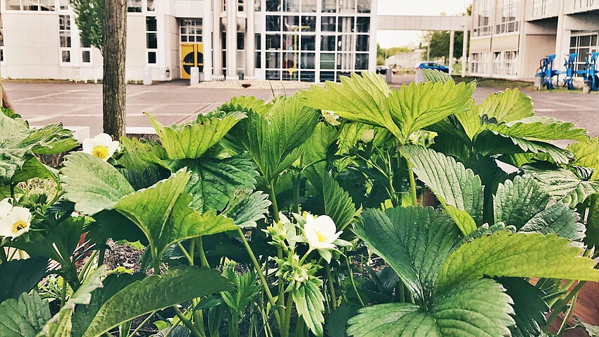 Erdbeerbeet mit TH Campus im Hintergrund
