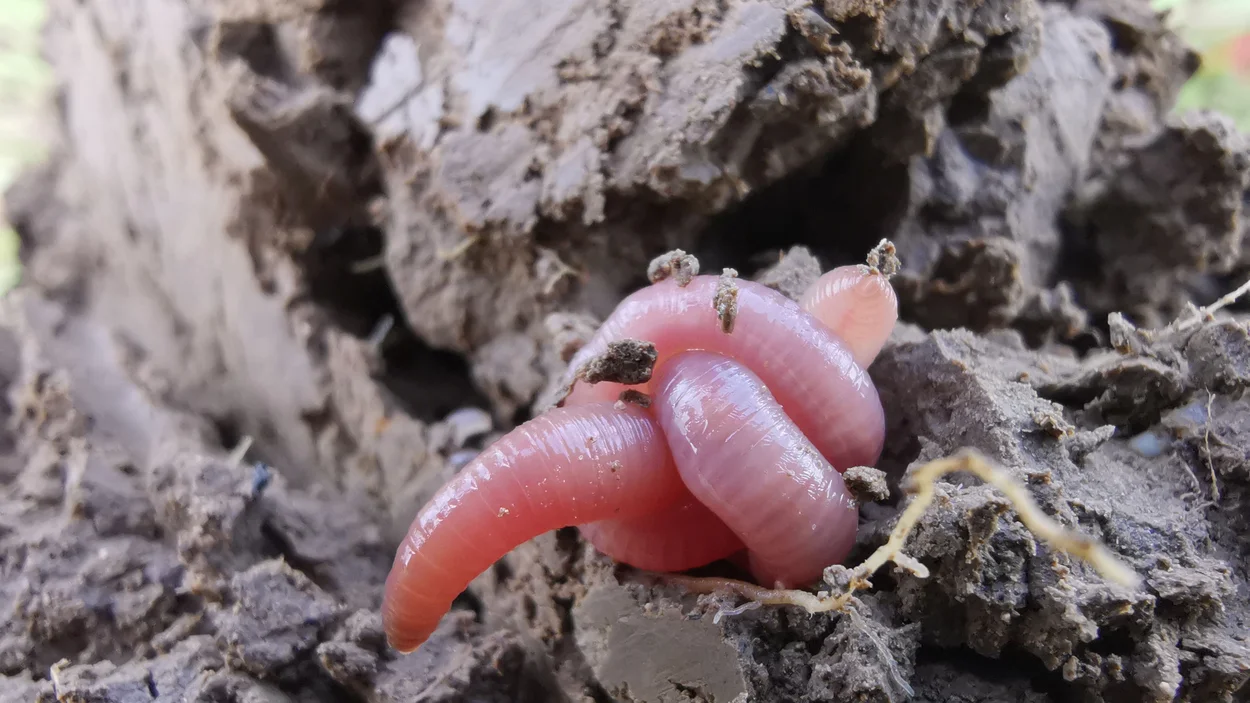 Verknoteter Regenwurm auf feuchter Erde