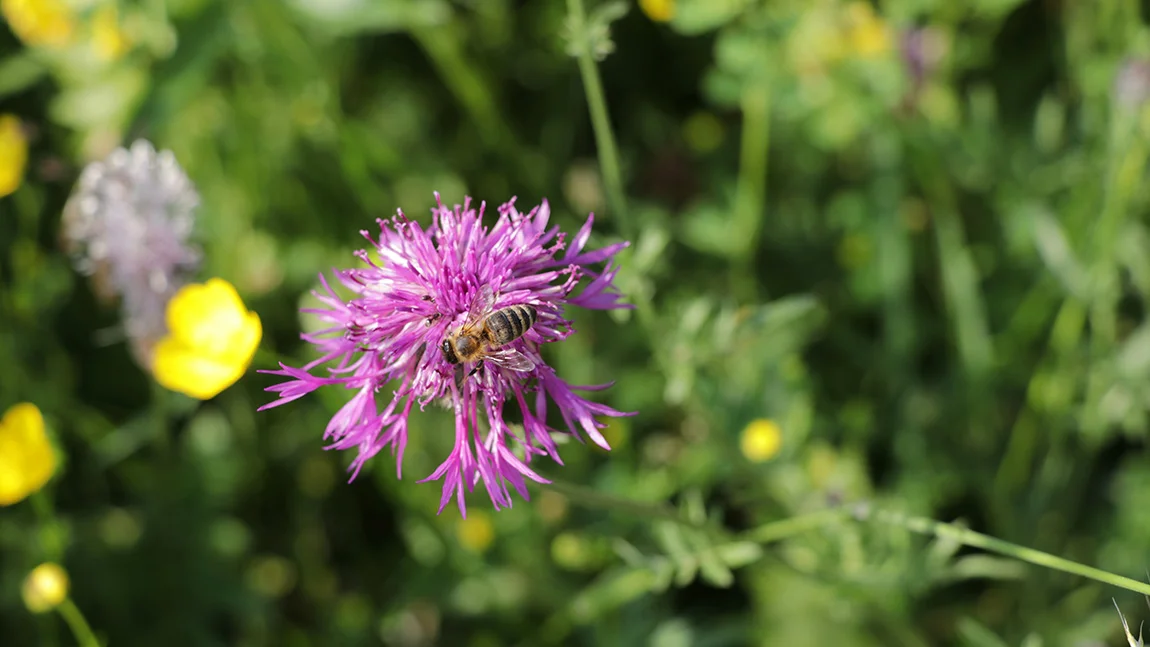 Lila Blume mit Biene