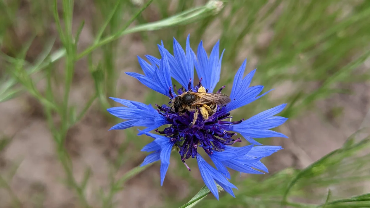 Biene auf einer Blume