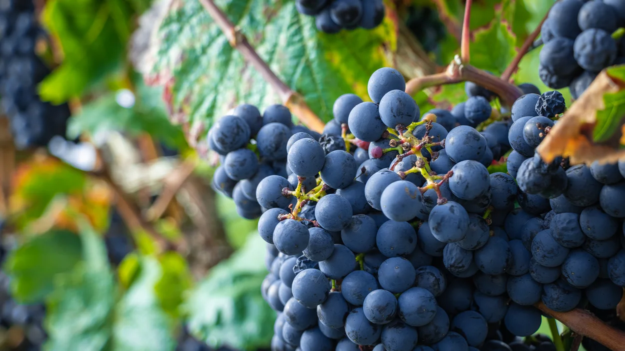 Weintrauben 