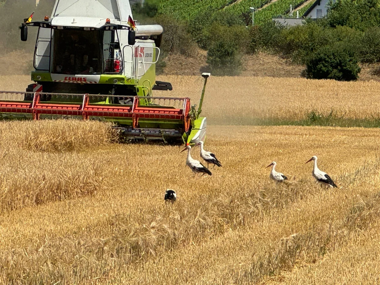 Störche beim Abernten auf einem Feld