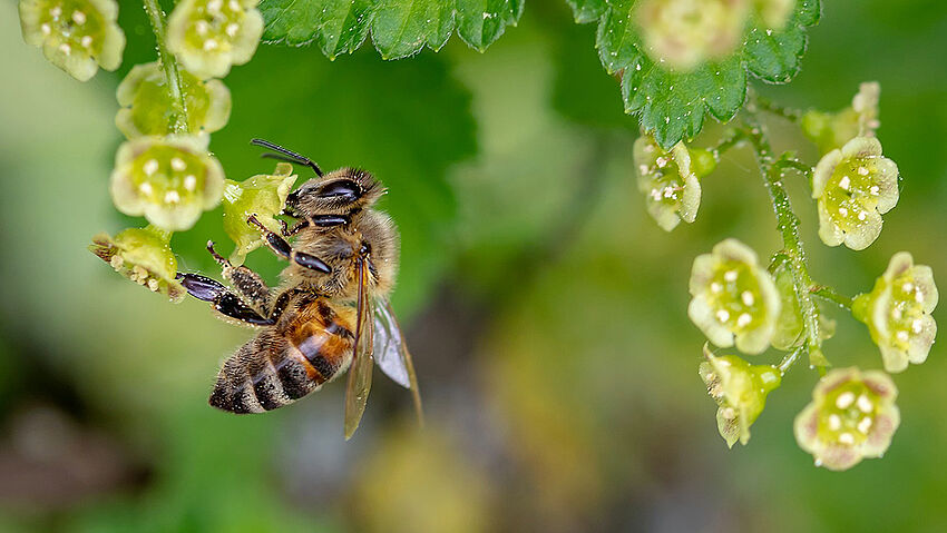Wildbienen Evaluation Wildbienen Evaluation