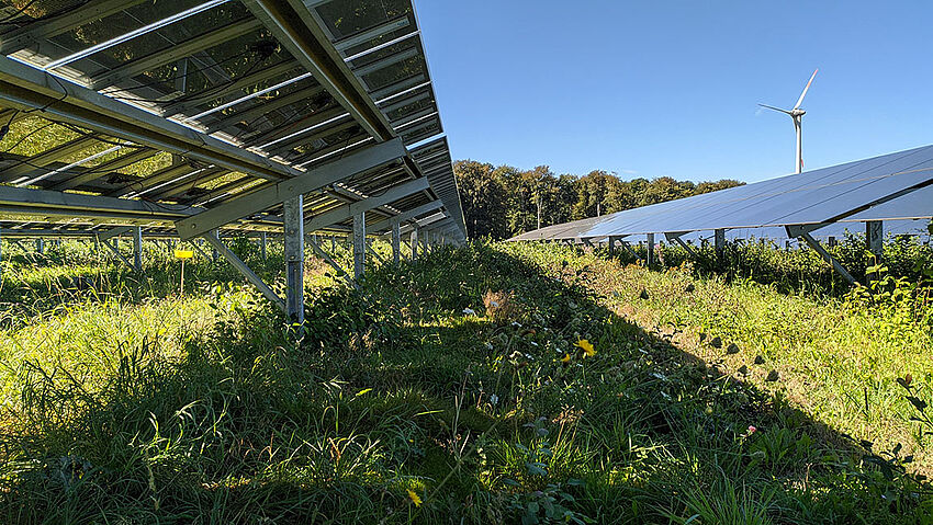 Leitfaden für naturverträgliche und biodiversitätsfördernde Solarparks veröffentlicht