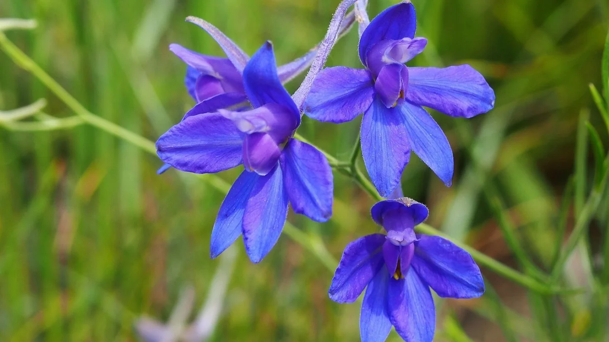 Leuchtend blaue Blüten des Ackerrittersporns in Nahaufnahme vor grünem Feld