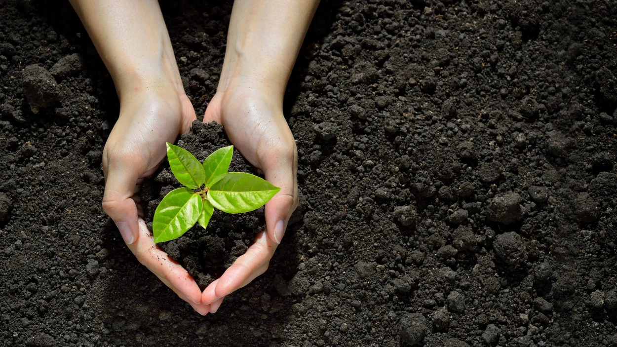 Zwei Hände halten eine junge Pflanze über dunklem Erdreich