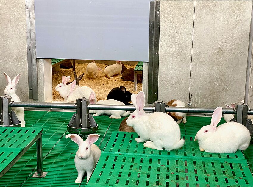 Entwicklung und Erprobung eines neuen und innovativen Haltungssystems für Kaninchen mit Außenklima und Einstreu