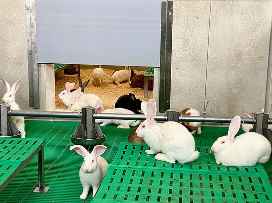 Entwicklung und Erprobung eines neuen und innovativen Haltungssystems für Kaninchen mit Außenklima und Einstreu