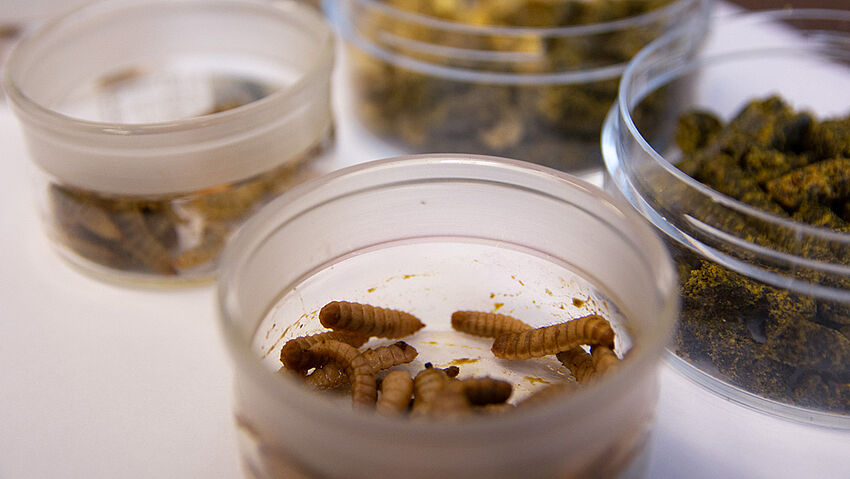 InsectProÖko: Vision Insekten – Innovationsbausteine in der Kreislaufwirtschaft InsectProÖko: Vision Insekten – Innovationsbausteine in der Kreislaufwirtschaft