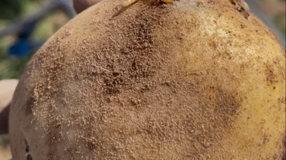 Ein Drahtwurm an einer Kartoffel.