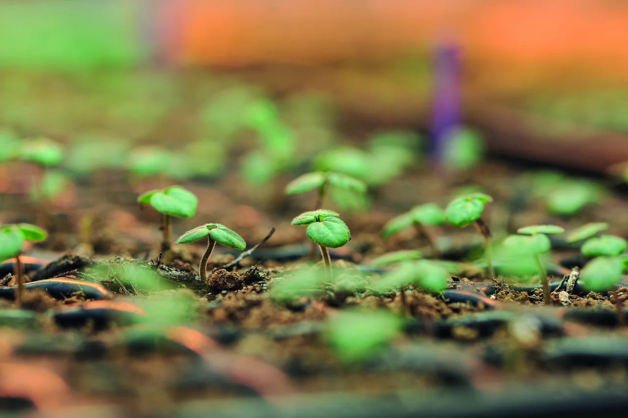 Das Foto zeigt Sprösslinge, die aus der Erden kommen.
