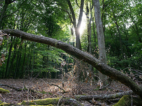 Den Wald schützen