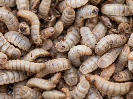 Vortrag: Ernährung von Schwarzen Soldatenfliegen Larven