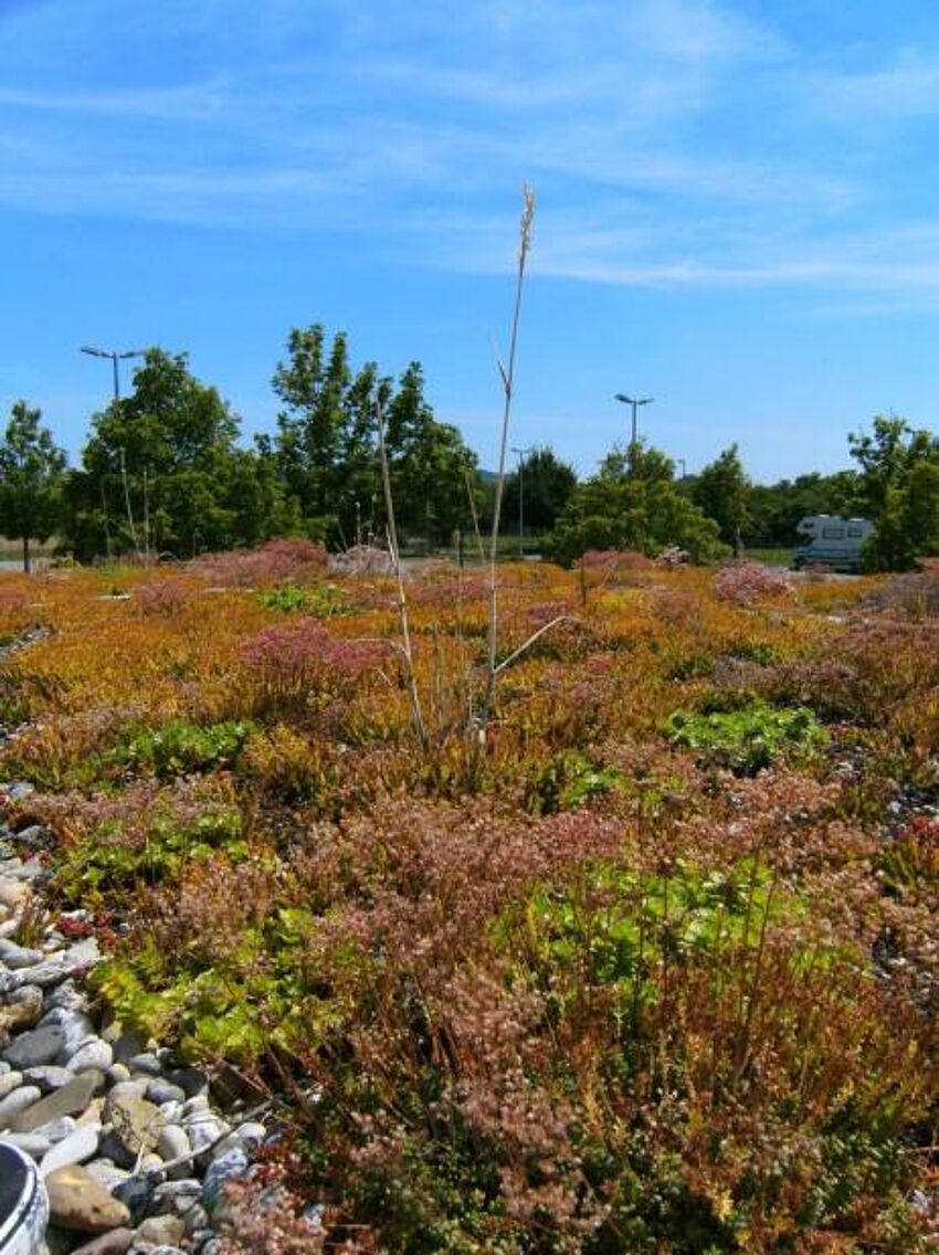 Urbane Klimaanpassung durch extensive Grünflächen
