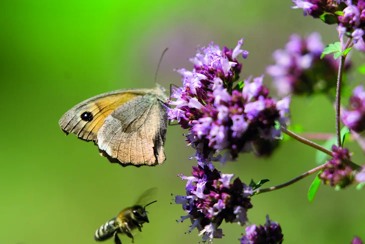 Auf dem Bild sieht man einen Schmetterling sitzend auf einer lilanen Blüte.