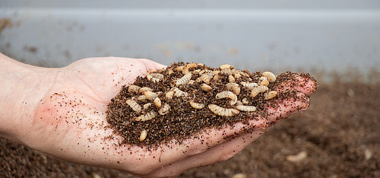 Ausstellung: Insekten – die stillen Partner der Zukunft