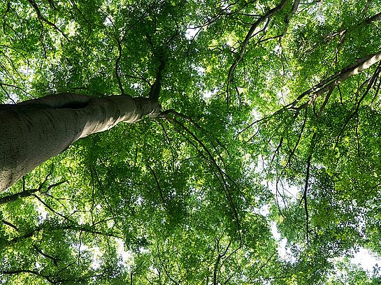 Wald der Zukunft - ABGESAGT