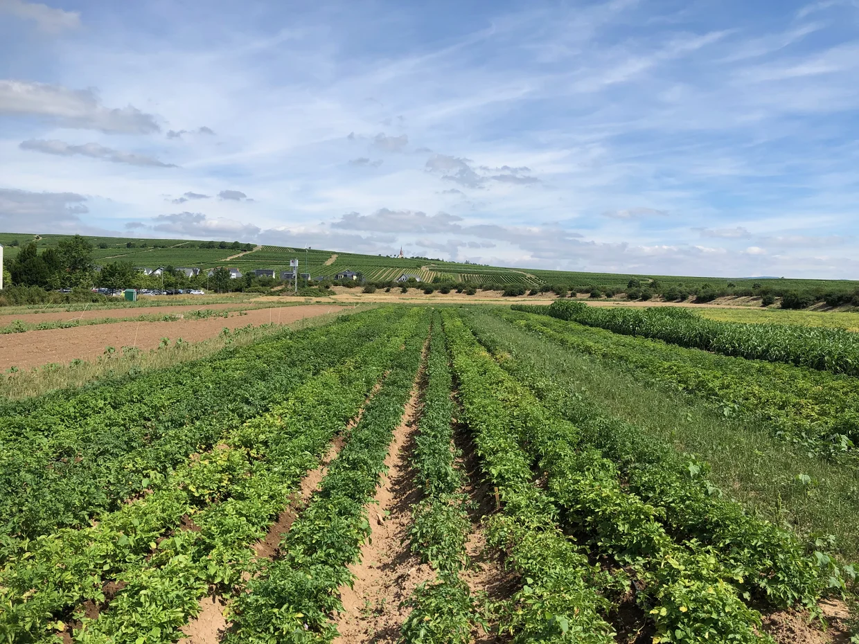Kartoffelfeld in der Nähe der TH