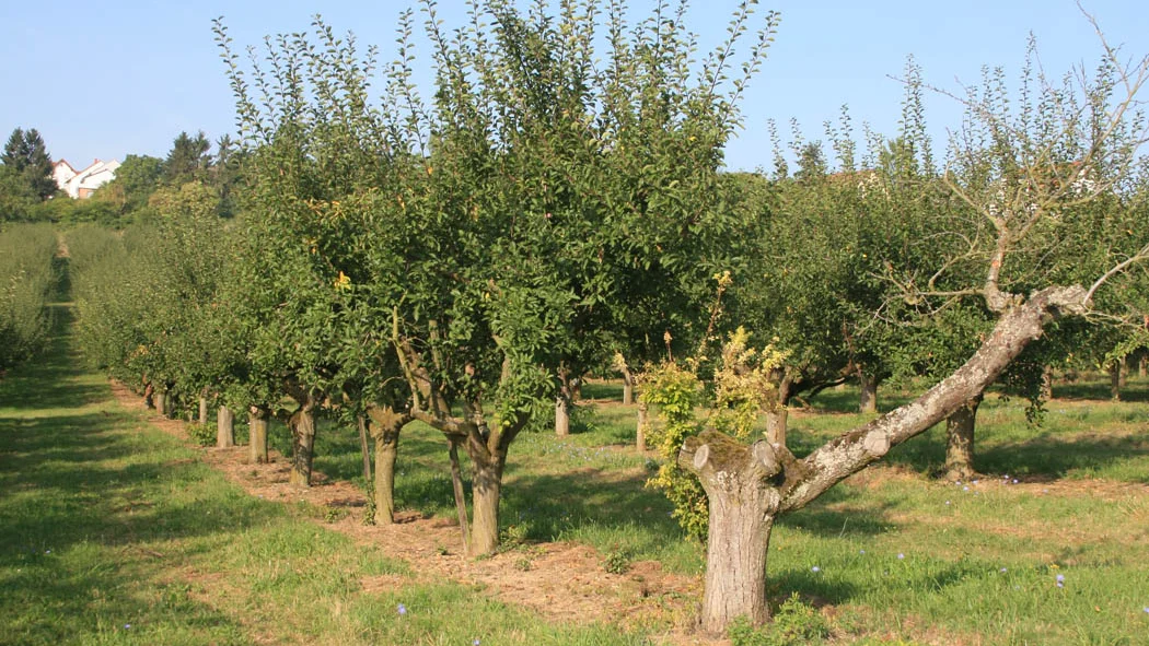 Mirabellenbaum-Anlage