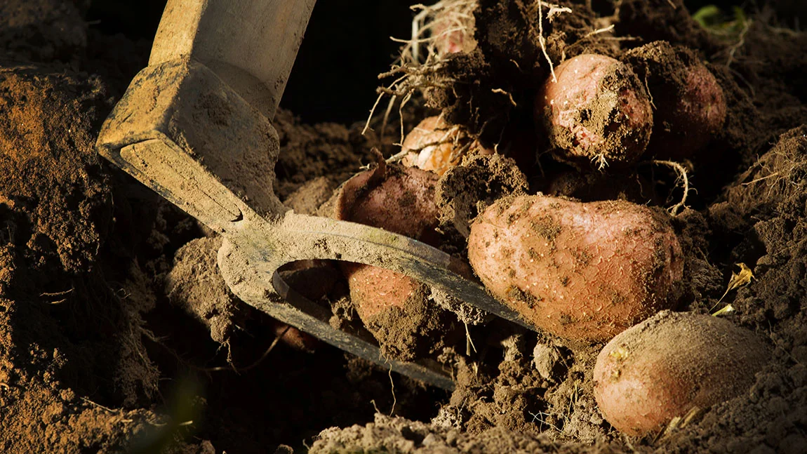 Acker mit Ausgrabung von Kartoffeln