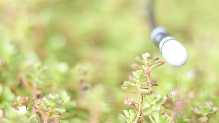 Messgerät in Pflanzen