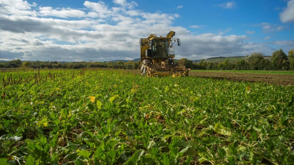 Ein Traktor bei der Rübenernte.