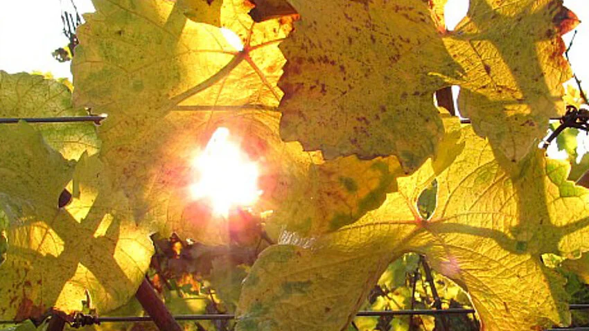 Weinbergblätter im Sonnenlicht