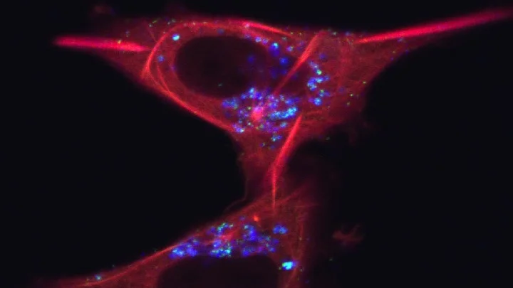 Projektbild - ParaMorphoPharm