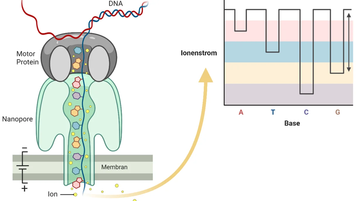 Grafik zu Nanopore Motorprotein und Ionenstrom