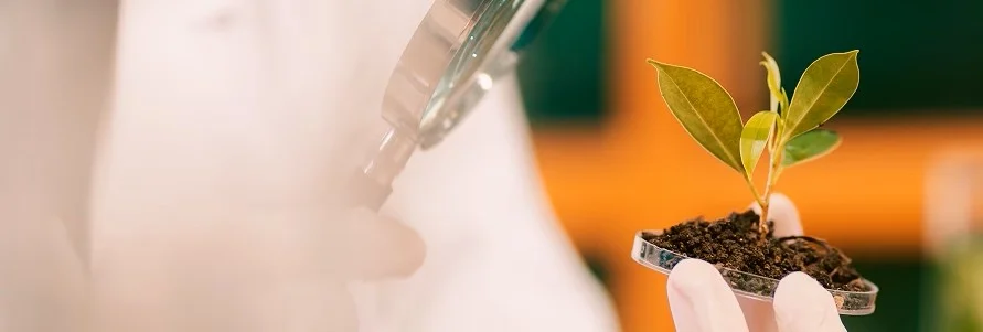 Forschender mit Lupe und Pflänzchen