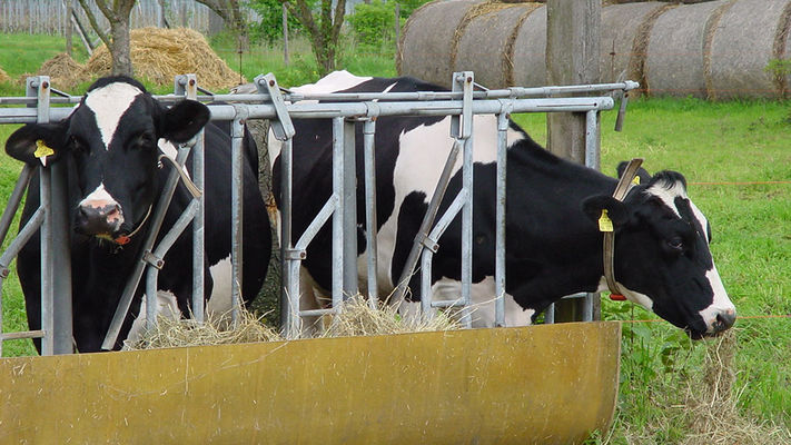 Kühe am Futtertrog auf einer Wiese