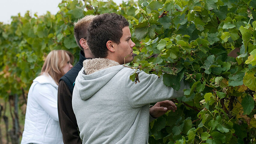 Großer Andrang beim Infotag des dualen Studiengangs Weinbau und Oenologie am Weincampus Neustadt