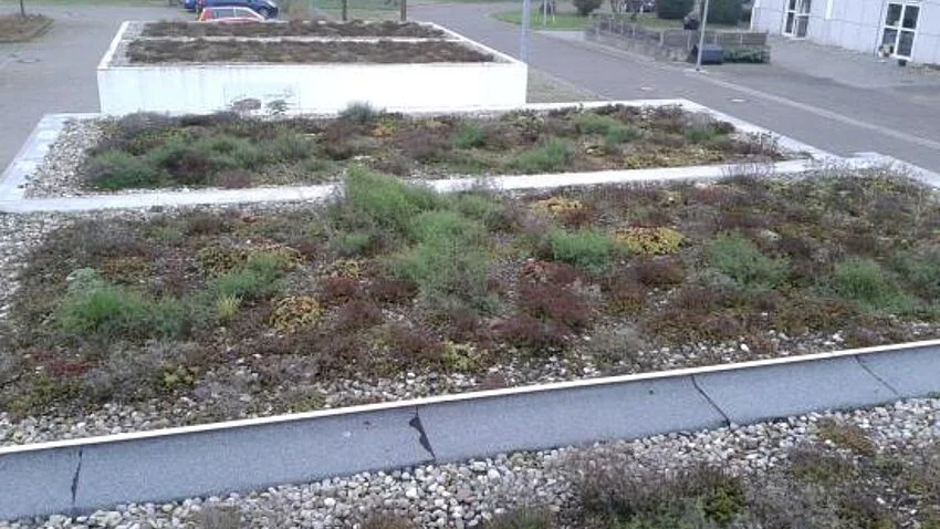 Das Bild zeigt eine Dachbegrünung auf dem Campus der TH Bingen.