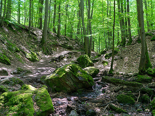 Naturschutztagung - "Naturschutz im Wald"