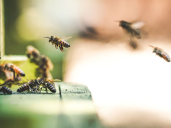 "Bienen-Tagung" (Agrobiodiversität)