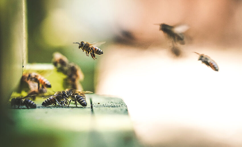 SAVE THE DATE: Bienen-Tagung – 11. April 2019