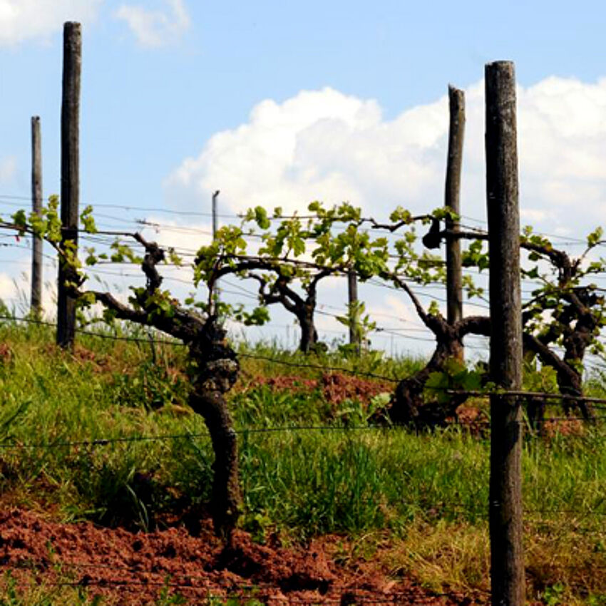 Regulation der Aromasynthese von Weinbeeren und Phytosanierung von Kupferkontaminierten Weinbergsböden