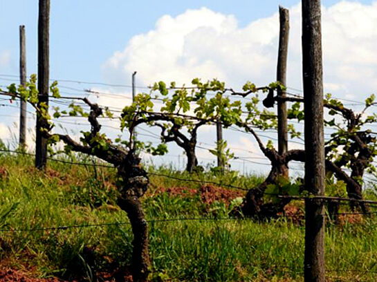 Regulation der Aromasynthese von Weinbeeren und Phytosanierung von Kupferkontaminierten Weinbergsböden