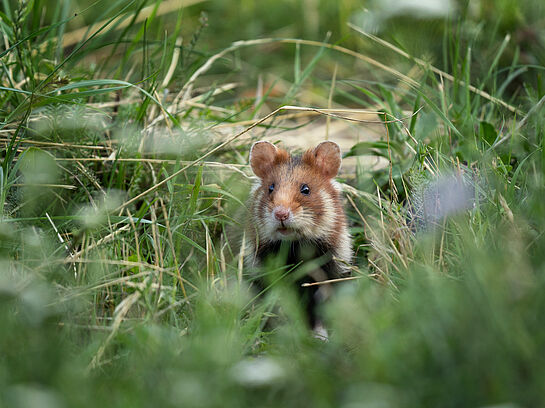 Biodiversitätsuntersuchung zur Effizienz und Optimierung von NaturSchutzmaßnahmen im Bereich der Feldhamsterschutzflächen