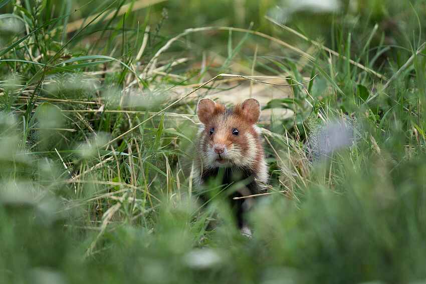 Biodiversitätsuntersuchung zur Effizienz und Optimierung von NaturSchutzmaßnahmen im Bereich der Feldhamsterschutzflächen