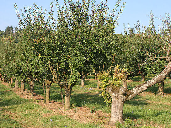 Tagung zum Projekt Obstbau