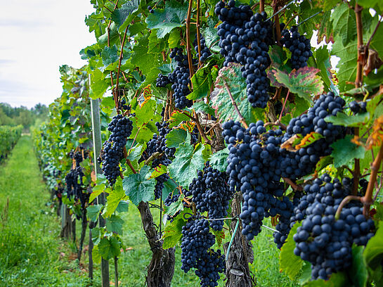 In vino veritas – die Wissenschaft des Weines
