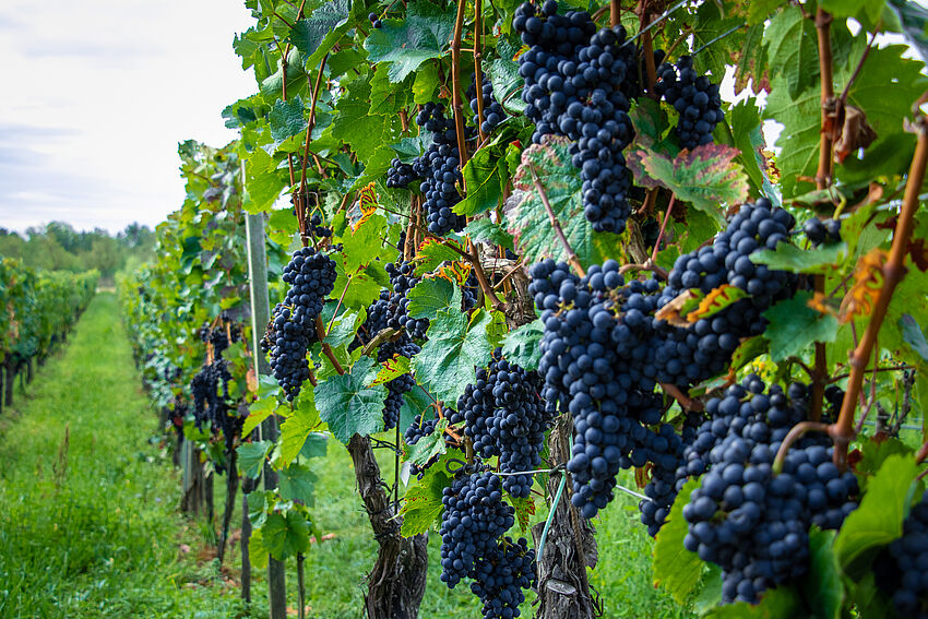 In vino veritas – die Wissenschaft des Weines
