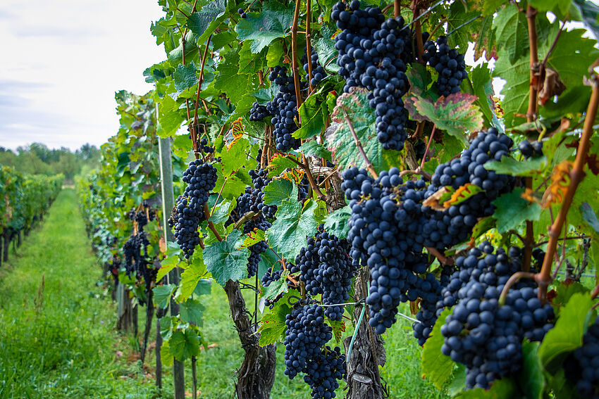 In vino veritas – die Wissenschaft des Weines In vino veritas – die Wissenschaft des Weines