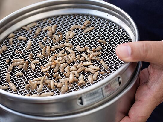 Führung und Exkursion: Insektenlarven als Bioreaktor?