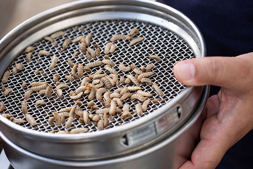 Führung und Exkursion: Insektenlarven als Bioreaktor?