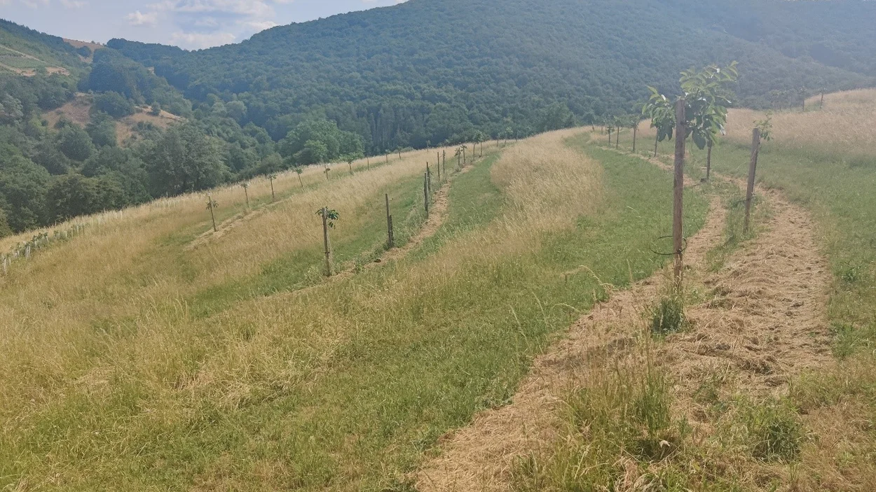 Projektbild Natur mit Feld und Wald